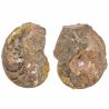 Ammonite fossile sciée - La paire - 232 grammes