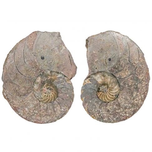 Ammonite fossile sciée - La paire - 232 grammes