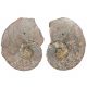 Ammonite fossile sciée - La paire - 232 grammes