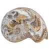Ammonite fossile polie - 536 grammes