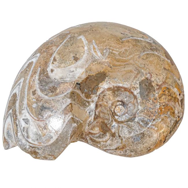 Ammonite fossile polie - 536 grammes