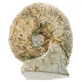 Ammonite fossile - 194 grammes