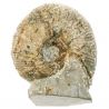 Ammonite fossile - 194 grammes