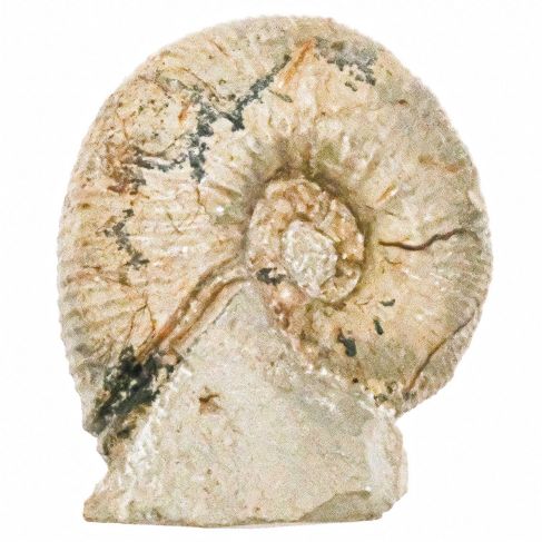 Ammonite fossile - 194 grammes