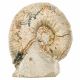 Ammonite fossile - 194 grammes