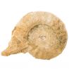 Ammonite fossile - 171 grammes