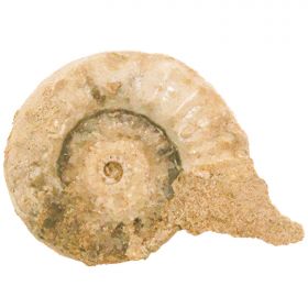 Ammonite fossile - 171 grammes