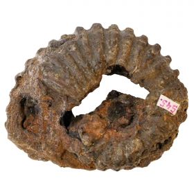 Ammonite douvilleicéras fossile - 184 grammes