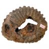 Ammonite douvilleicéras fossile - 184 grammes