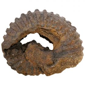 Ammonite douvilleicéras fossile - 184 grammes