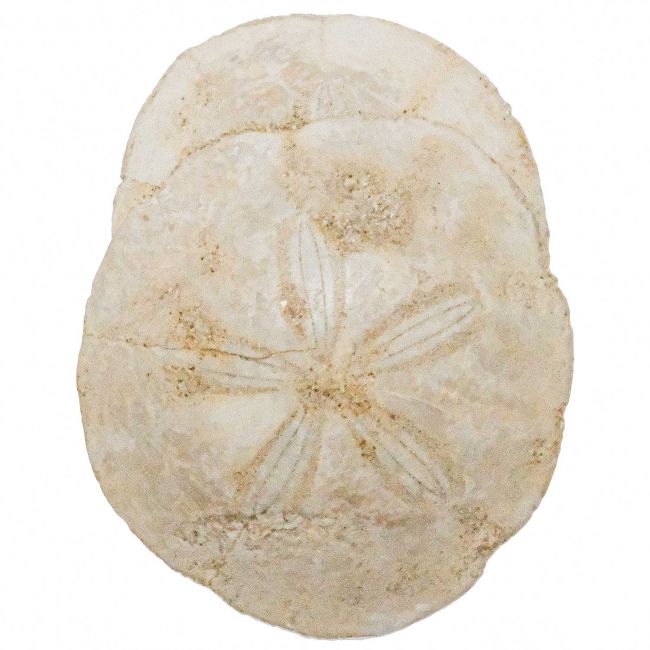 Oursins scutella - 248 grammes