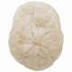 Oursins scutella - 248 grammes