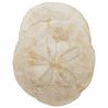 Oursins scutella - 248 grammes