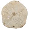 Oursin fossile clypeaster insignis - 650 grammes