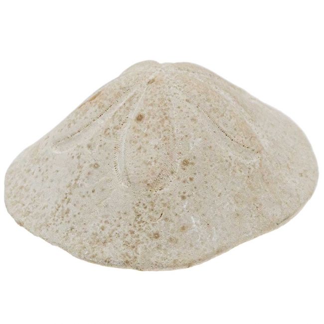 Oursin clypeaster campanulatus - 667 grammes