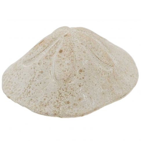 Oursin clypeaster campanulatus - 667 grammes