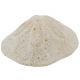 Oursin clypeaster campanulatus - 667 grammes