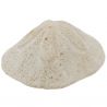 Oursin clypeaster campanulatus - 667 grammes