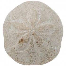 Oursin clypeaster campanulatus - 667 grammes