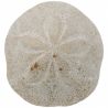 Oursin clypeaster campanulatus - 667 grammes