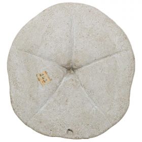 Oursin clypeaster campanulatus - 667 grammes