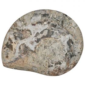 Grosse ammonite fossile polie - 5.5 kg