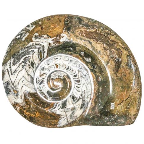 Grosse ammonite fossile polie - 5.5 kg