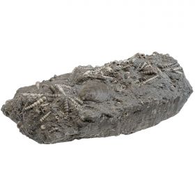 Gros bloc avec coquillages potamides fossiles - 6.5 kg