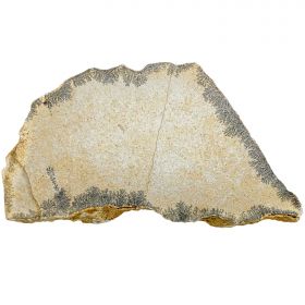 Plaque calcaire avec dendrite de manganèse - 1.16 kg
