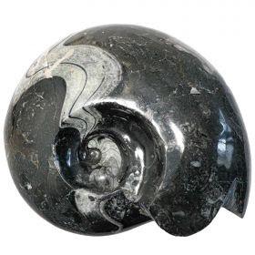 Grosse ammonite blanche et noire - 4.5 kg