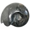 Grosse ammonite blanche et noire - 4.5 kg
