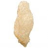 Grosse huitre fossile - 3.4 kg
