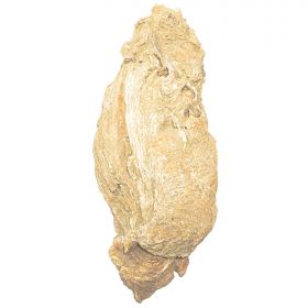 Grosse huitre fossile - 3.4 kg