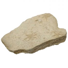 Bloc fossile avec étoiles de mer sur gangue calcaire - 1.61 kg
