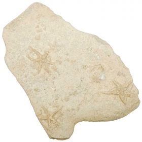 Bloc fossile avec étoiles de mer sur gangue calcaire - 1.61 kg