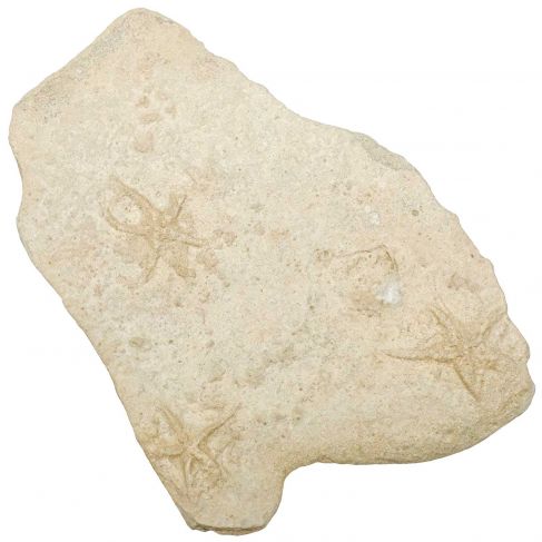 Bloc fossile avec étoiles de mer sur gangue calcaire - 1.61 kg