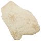 Bloc fossile avec étoiles de mer sur gangue calcaire - 1.61 kg