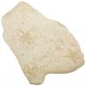Bloc fossile avec étoiles de mer sur gangue calcaire - 1.61 kg