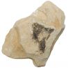 Bloc fossile avec étoiles de mer sur gangue calcaire - 1.61 kg