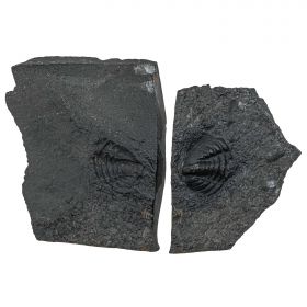 Plaque fossile de trilobite pygidium et son moule - 168 grammes