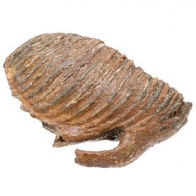 Dent molaire fossile de mammouth laineux primegenius avec racine - 29 cm