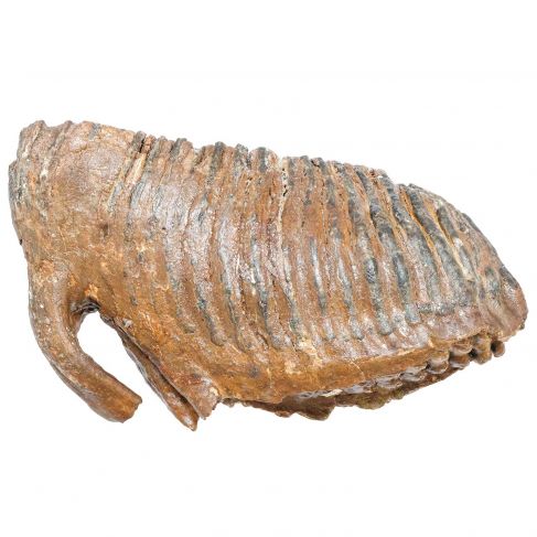 Dent molaire fossile de mammouth laineux primegenius avec racine - 29 cm