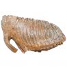 Dent molaire fossile de mammouth laineux primegenius avec racine - 29 cm