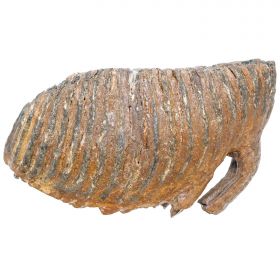 Dent molaire fossile de mammouth laineux primegenius avec racine - 29 cm