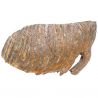 Dent molaire fossile de mammouth laineux primegenius avec racine - 29 cm