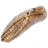 Dent molaire fossile de mammouth laineux primegenius avec racine - 29 cm