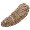 Dent molaire fossile de mammouth laineux primegenius avec racine - 29 cm
