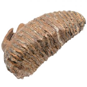Dent molaire fossile de mammouth laineux primegenius avec racine - 29 cm