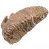 Dent molaire fossile de mammouth laineux primegenius avec racine - 29 cm