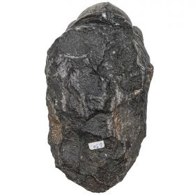 Gros trilobite phacops fossile - 678 grammes
